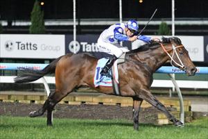 Moshe at Moonee Valley November last year